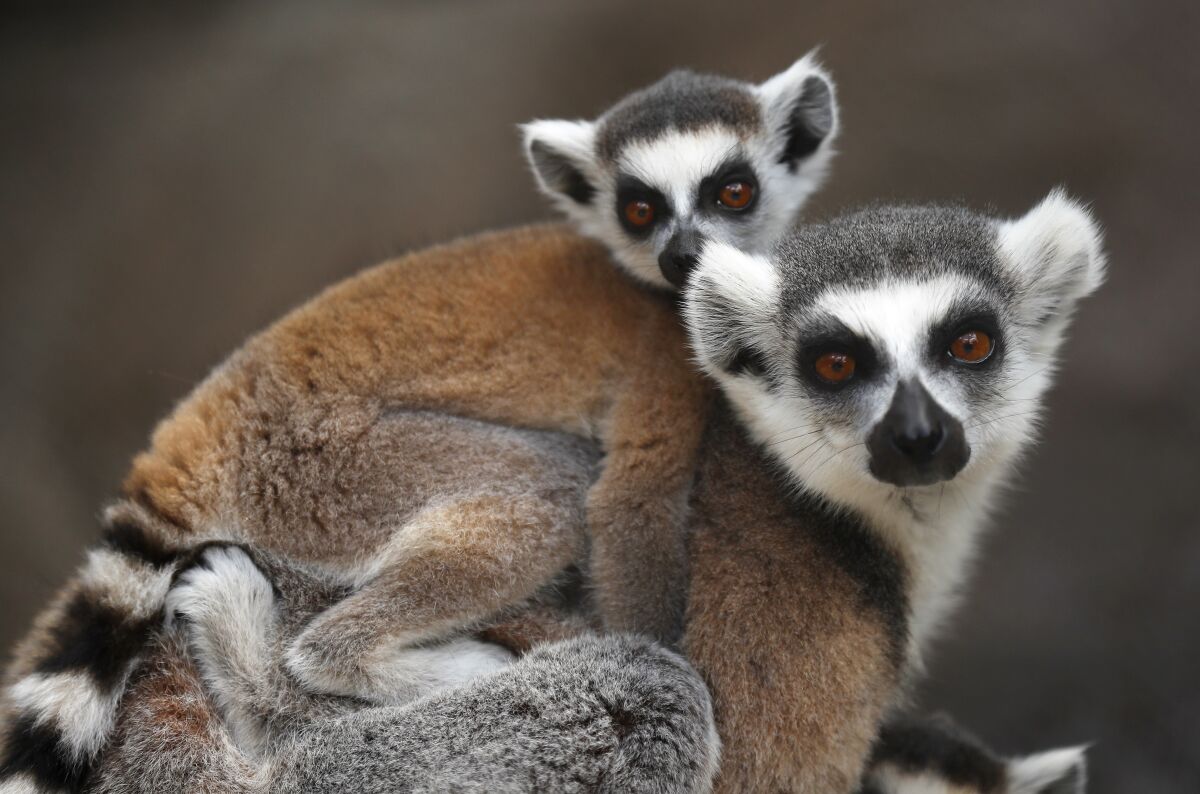 A ring-tailed lemur carries a baby at the San Diego Zoo. 