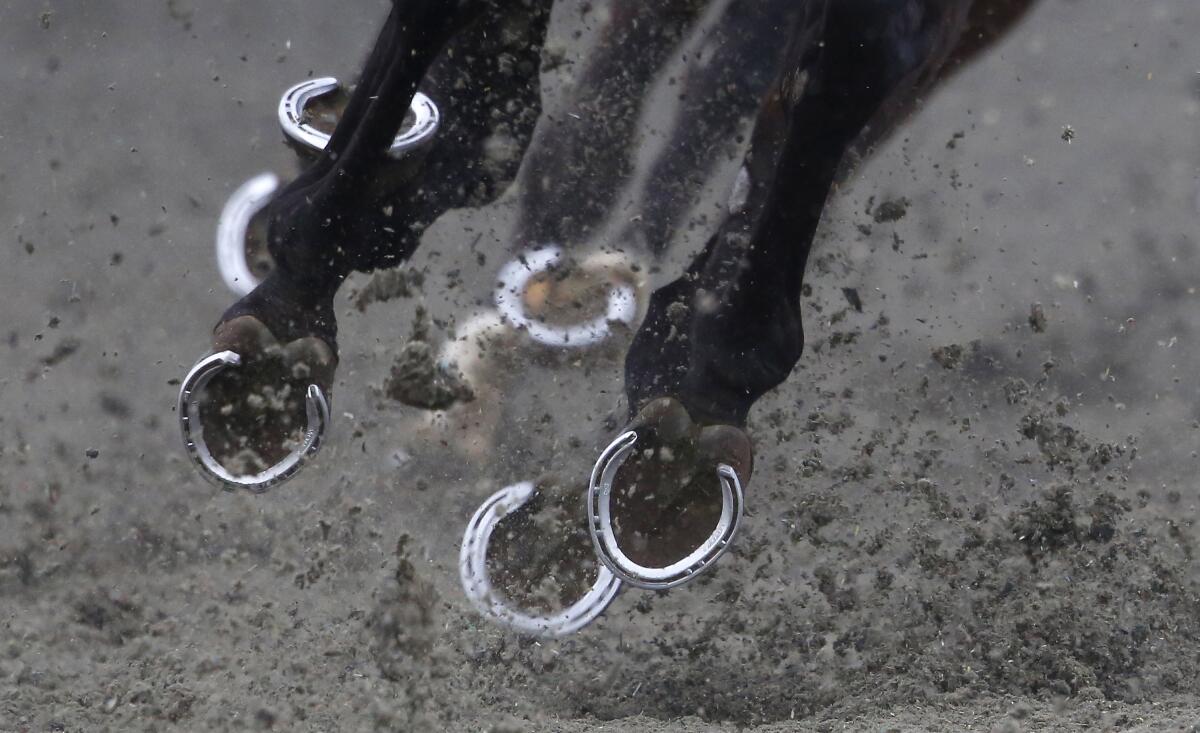SUNBURY, ENGLAND - FEBRUARY 27: A general view of runners hooves at Kempton Park racecourse on February 27, 2016 in Sunbury, England. (Photo by Alan Crowhurst/Getty Images)