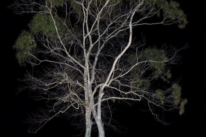 A color photograph taken at night show two intertwined trees against a black sky