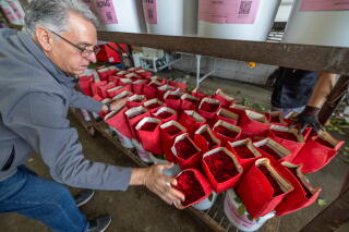 A man in a gray jacket leans down toward a rack full of red roses in buckets and red wrapping