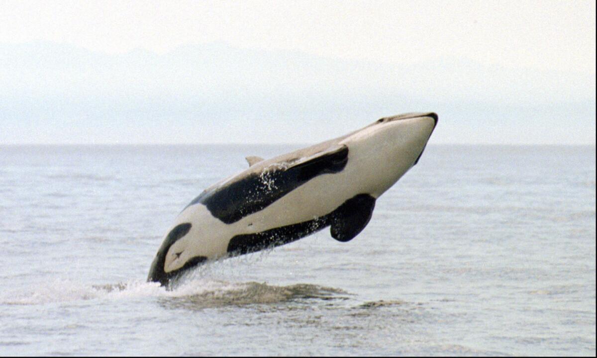 An orca exposes its black-and-white belly to the air off the coast of San Juan Island, Wash., on Aug. 5, 1997.