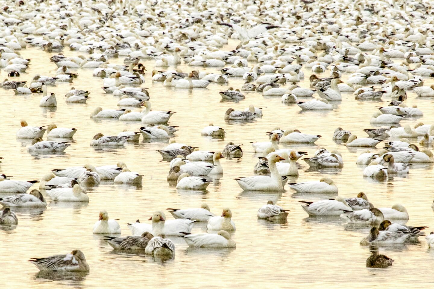 Thousands of snow geese and other species congregate to rest in the waters of the Sacramento National Wildlife Refuge.