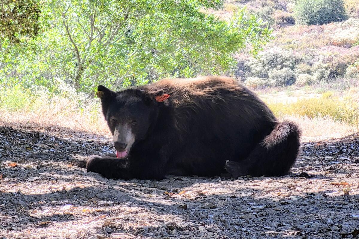 A female black bear known as Yellow 2291 is shown resting on her haunches in the shade in a wooded area.