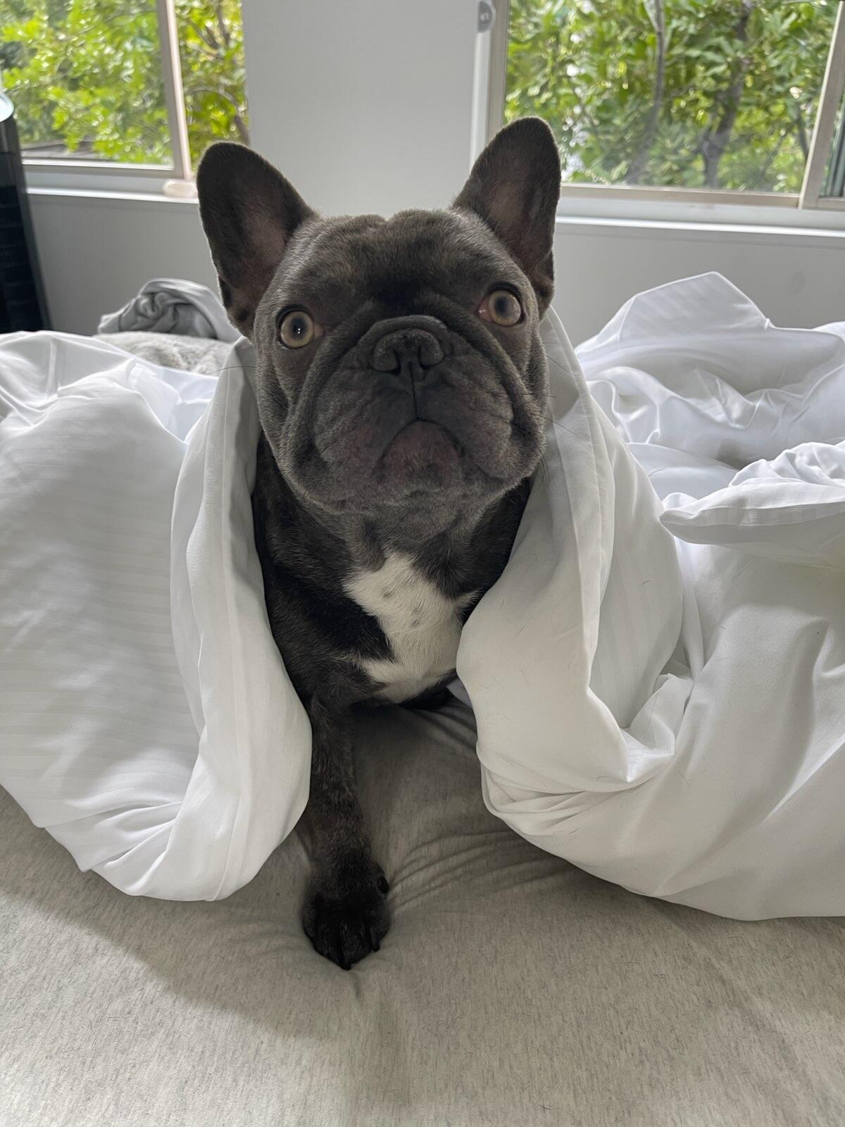 A gray and white French bulldog under a blanket