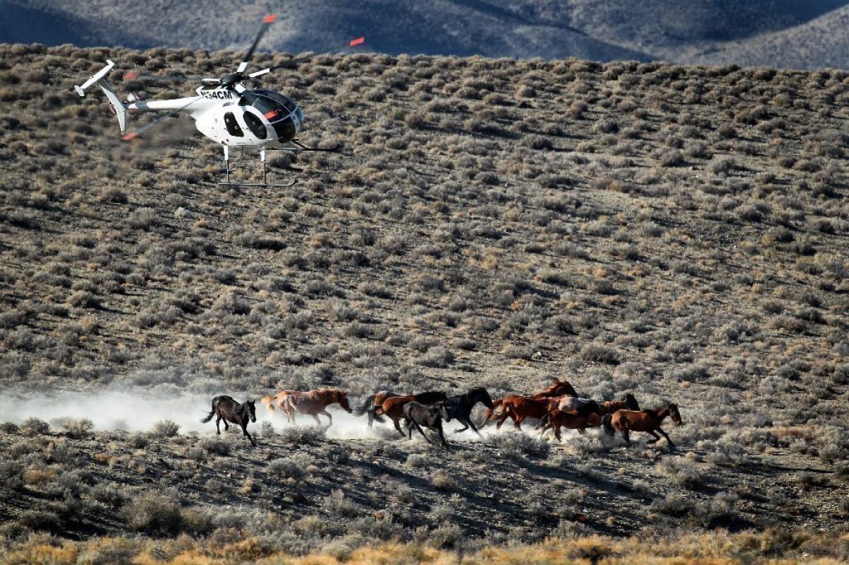Helicopters herding wild Mustangs during a Bureau of Land Management roundup in Nevada.