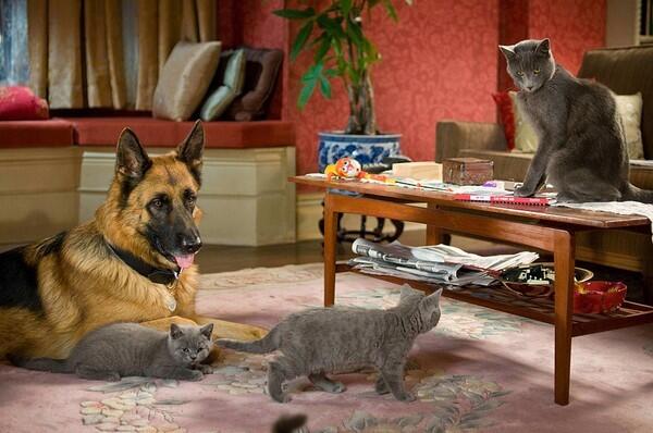 Domestic gross:$41,566,196 Total gross: $85,566,196 Review: "Cats & Dogs: The Revenge of Kitty Galore"
