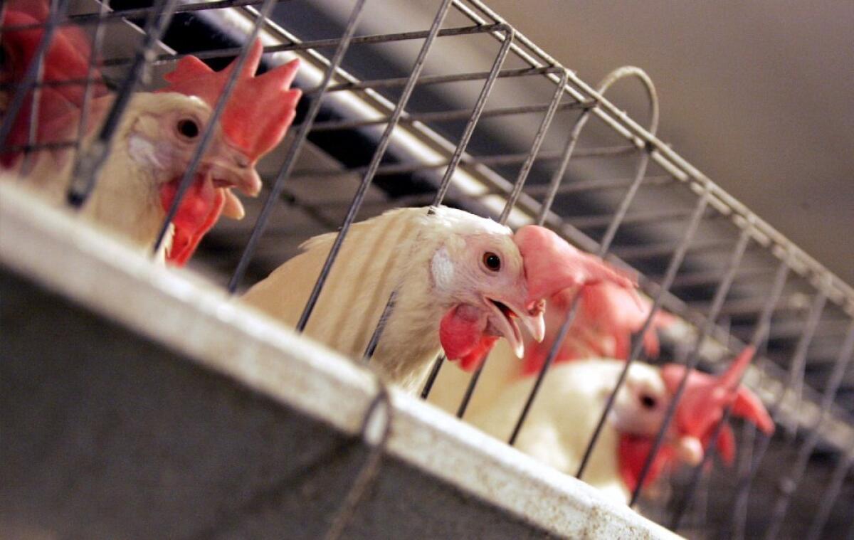 Chickens look out from pens at a California poultry facility in 2008.