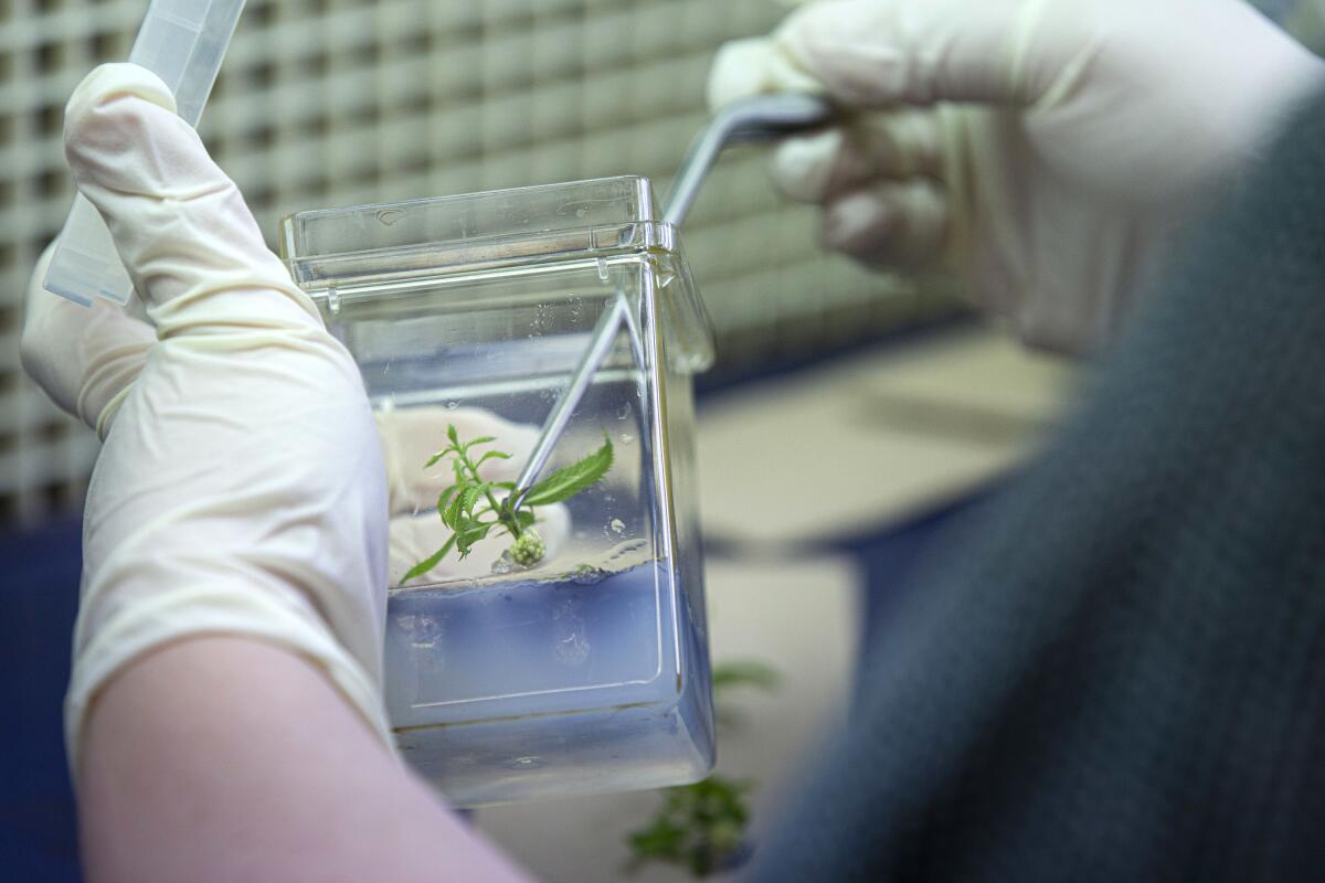 Dr. Allison Oakes, a research fellow at SUNY ESF, makes tissue culture shoot cuttings to propagate the plants. (Allison Zaucha / For The Times)