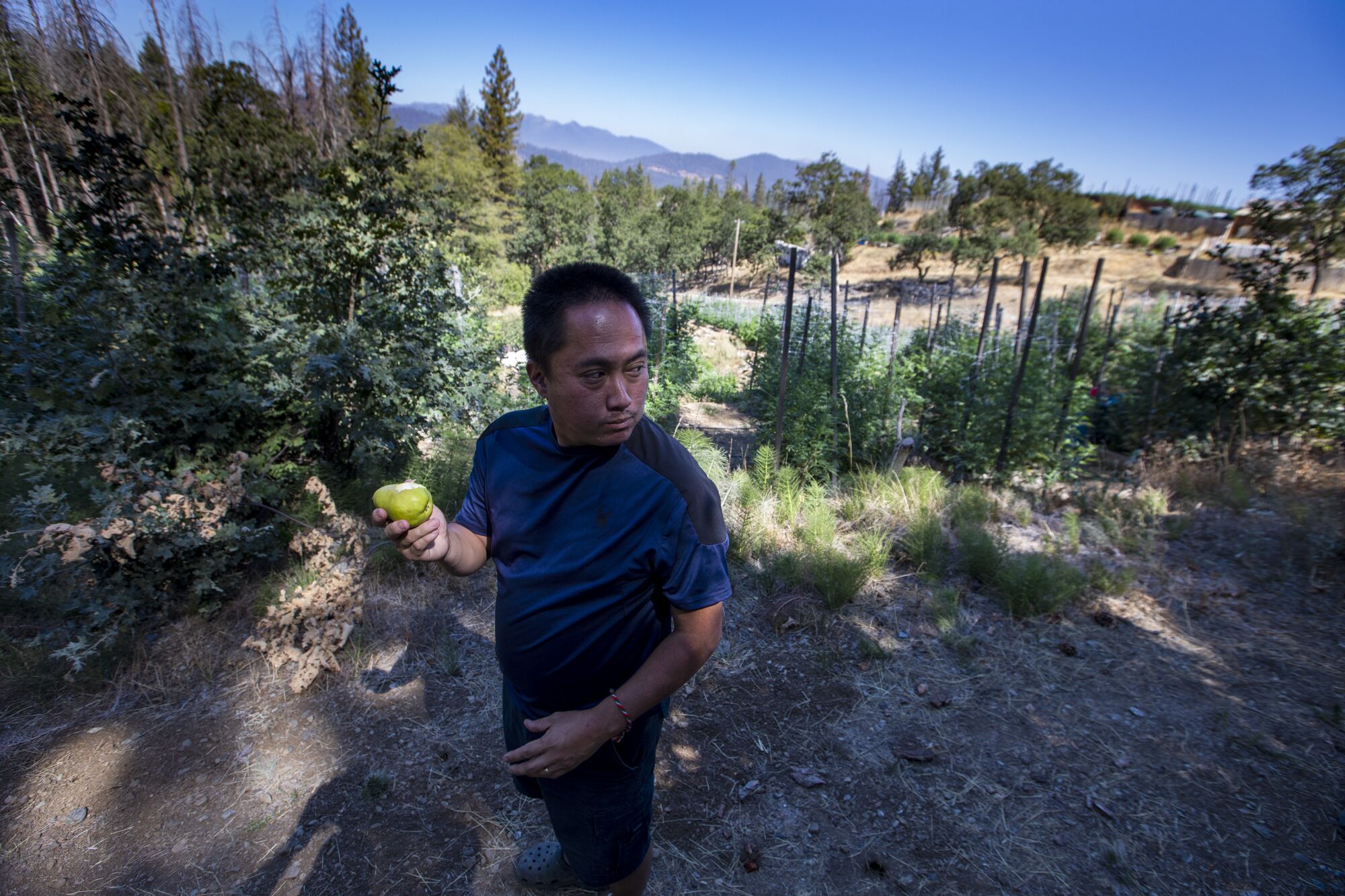 Cannabis farmers Xong Vang eats a fresh pear he just picked on his Trinity County cannabis farm