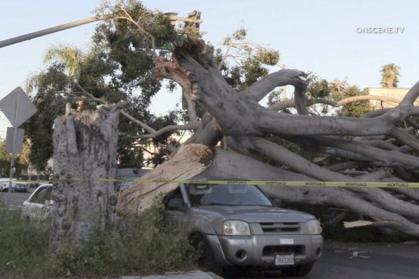 Late spring winds toppled a large tree in Culver City, crushing multiple cars.