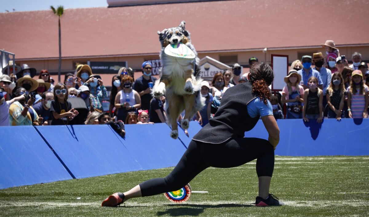 Matrix, an Australian Shepard mix, catches a flying disc in the Extreme Dogs show at HomeGrownFun.