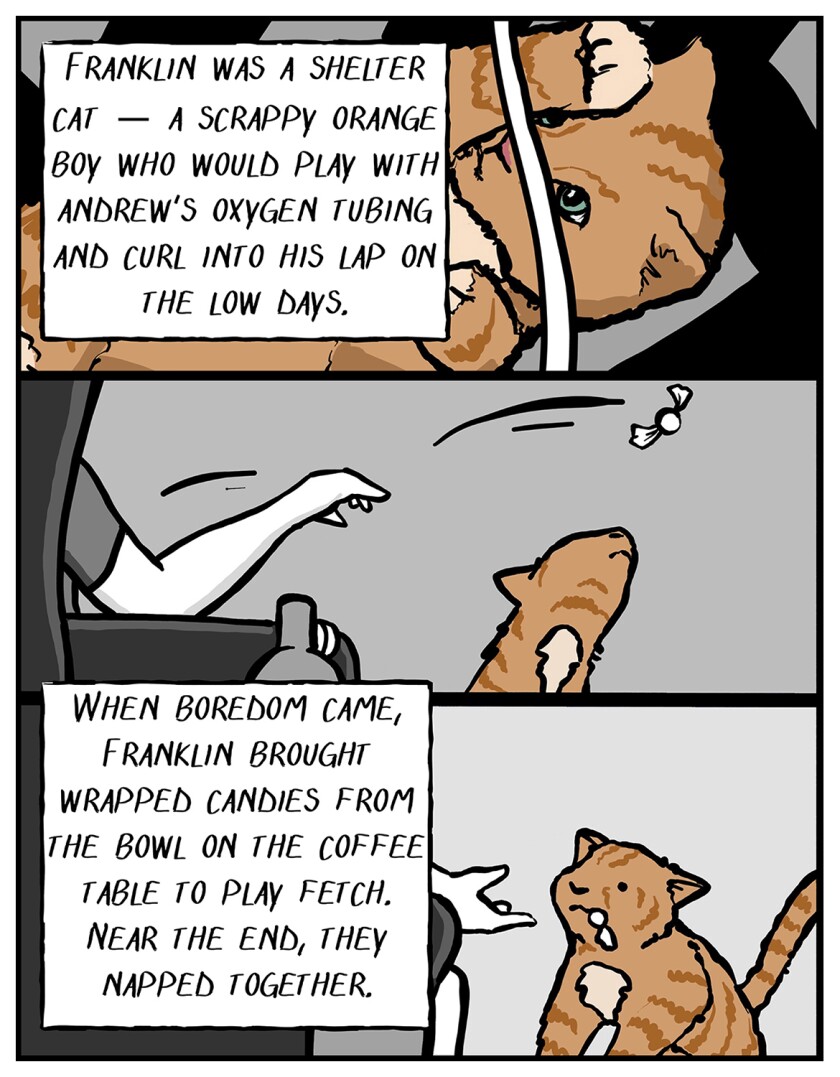 Illustrations of a new cat at home