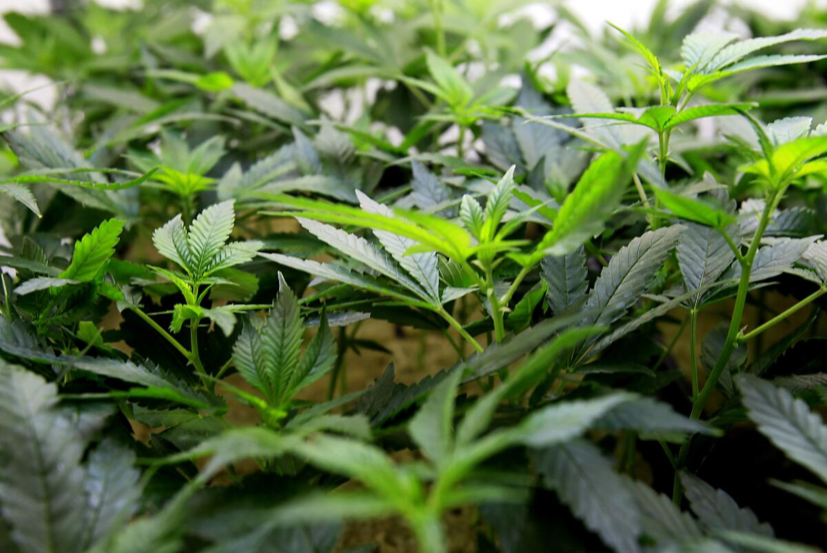 Marijuana plants at an indoor farm.