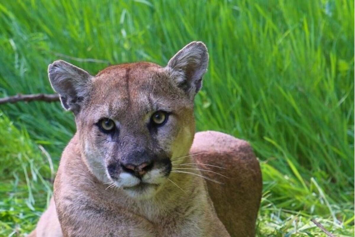 A mountain lion lying down in tall grass