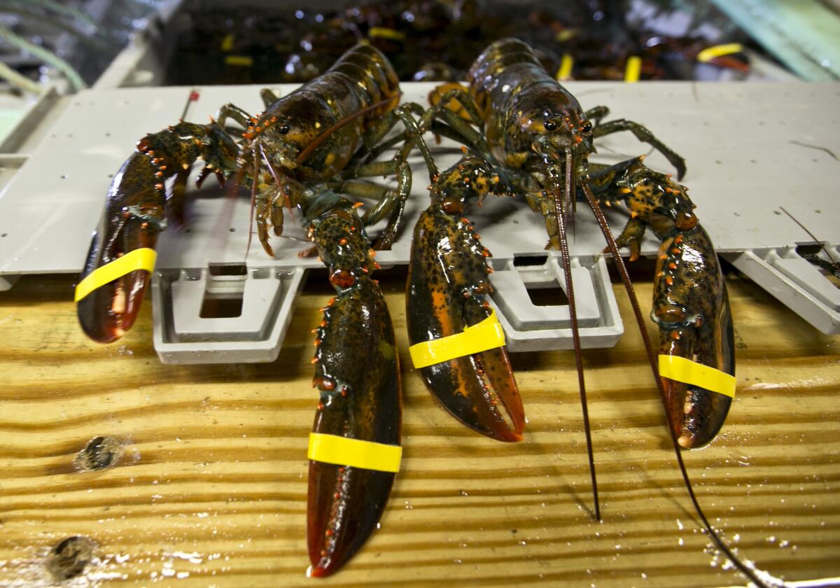 Lobsters are ready to be boiled at the Clam Shack in Kennebunkport, Maine, on June 12.