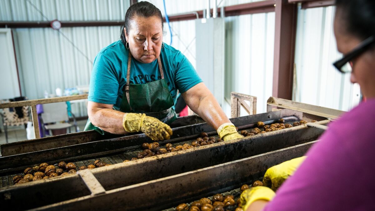 Norma Rodriguez, left, and Lilia Ochoa sort walnuts at Wenger's farm just west of Modesto.