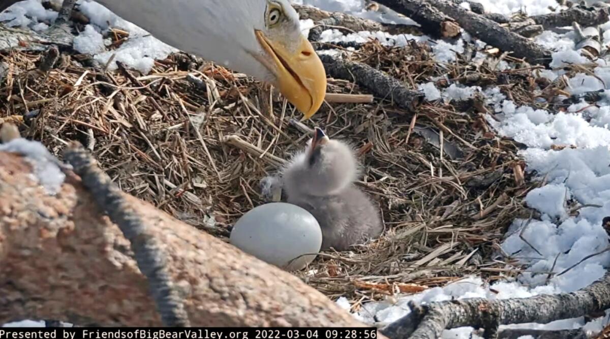 A bald eagle watches over a newborn eaglet in a nest