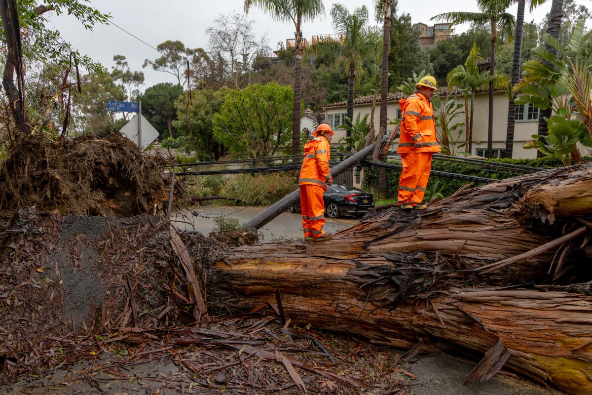 Due to heavy rains a large eucalyptus tree fell, taking down some power lines in the Brentwood area