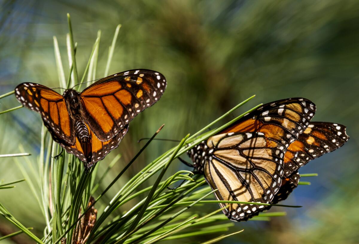 Monarch butterflies on leaves.