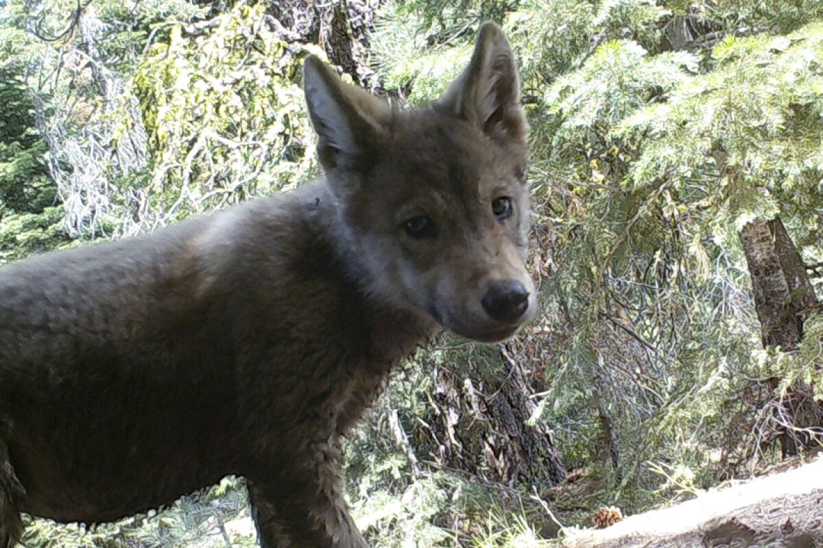 A remote trail camera captured a gray wolf pup in Lassen County in 2017.