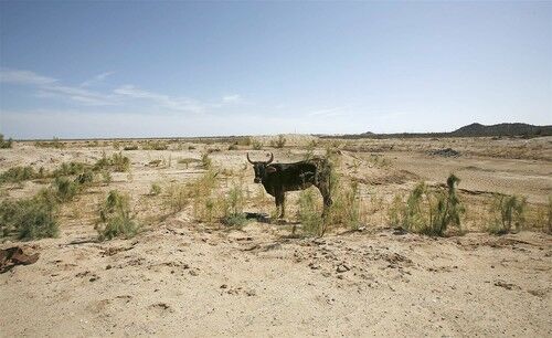 arid cow salicornia
