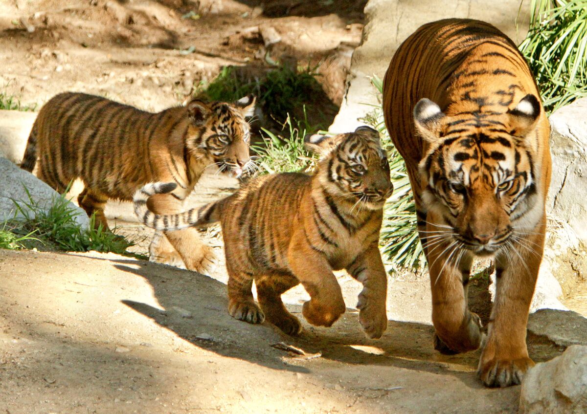 Sumatran tiger cubs, joined by their mother, make their official public debut at the Los Angeles Zoo on Dec. 9, 2011. 
