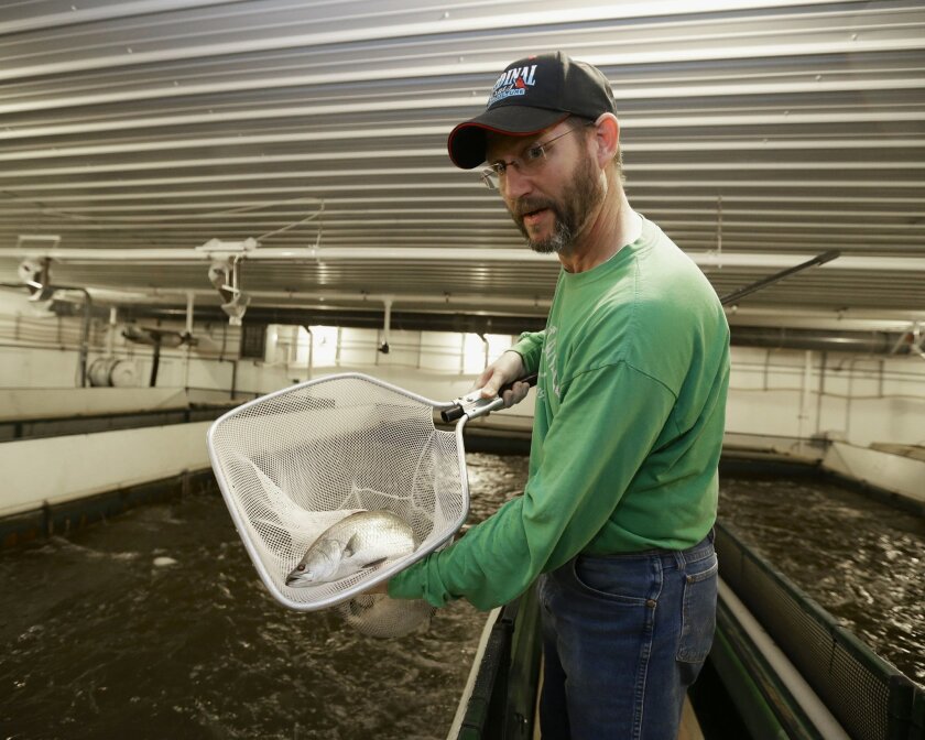 Scott Garwood of Cardinal Farms displays an Asian sea bass called barramundi, which he grows in Dakota City, Neb., Wednesday, Dec. 10, 2014. Farmers in the Midwest are increasingly turning to land-based, indoor fish farms to grow everything from freshwater trout to Atlantic salmon and sea bass, effectively bringing the surf to the turf. The reasons for the advent of indoor fish farming include overfishing of the world's waters and soaring consumption of fish, especially in the U.S., outstripping supply. (AP Photo/Nati Harnik)