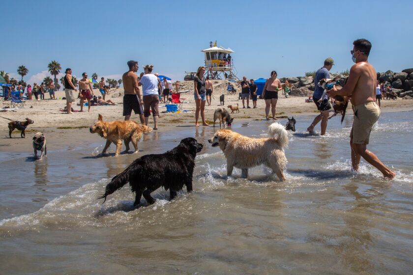 SAN DIEGO, CA - AUGUST 14: People and animals enjoyed the heatwave at Dog Beach in Ocean Beach on Friday, Aug. 14, 2020 in San Diego, CA. (Jarrod Valliere / The San Diego Union-Tribune)