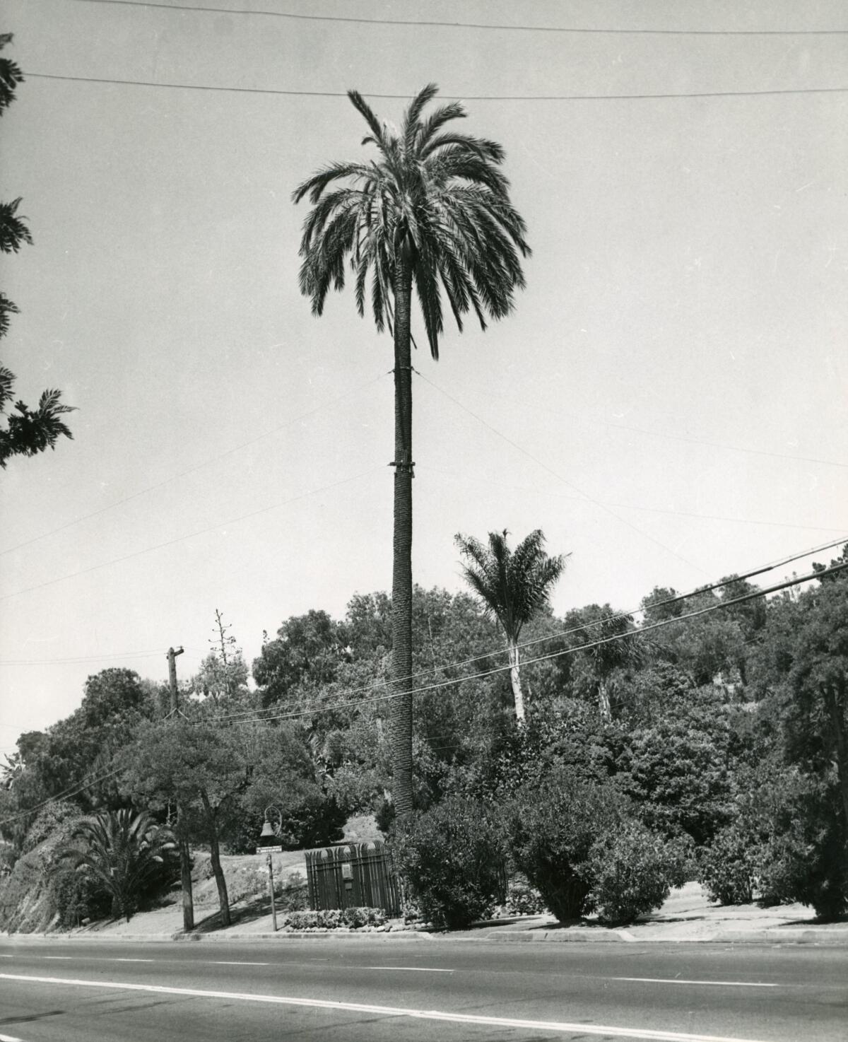 The Serra Palm, photographed in 1952.
