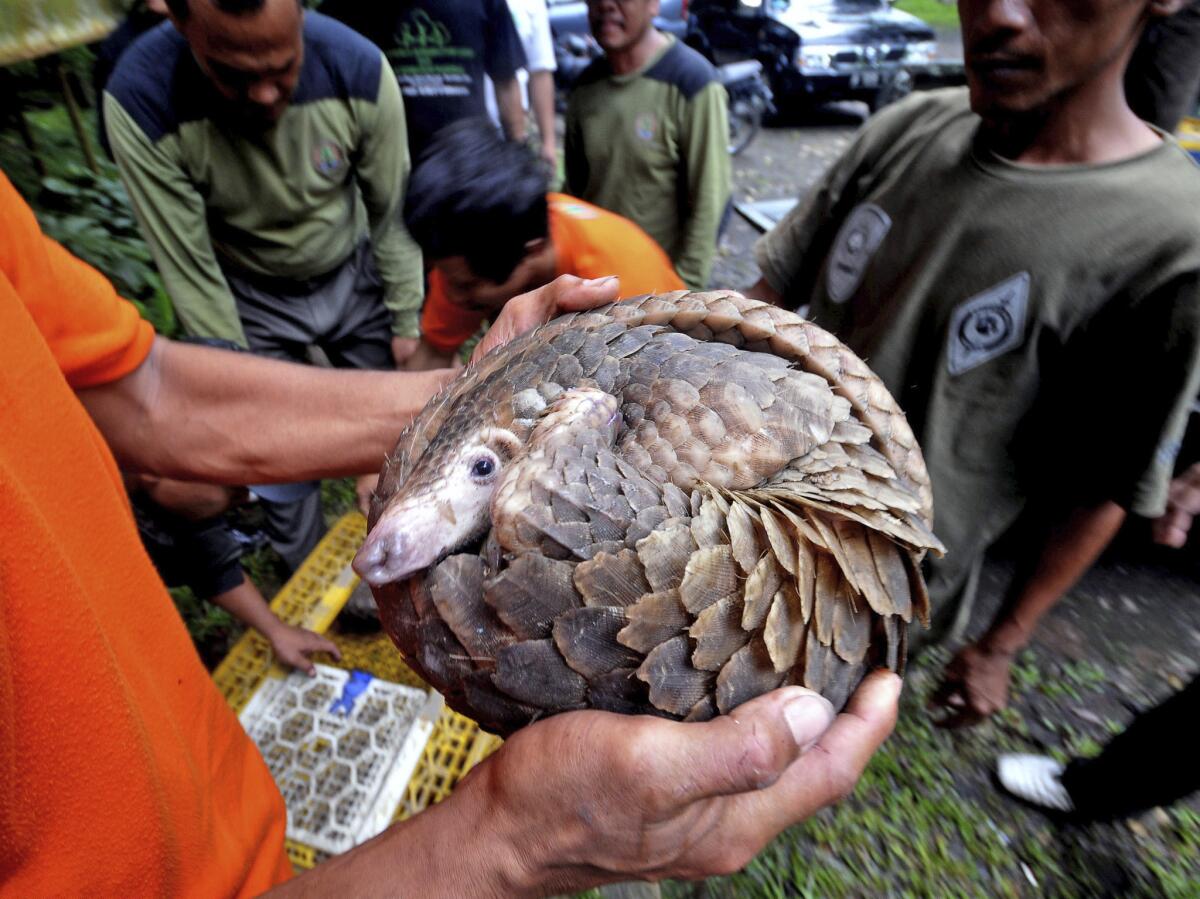 Pangolins are long, lizard-like land mammals covered with scales, which make them look like pine cones when they roll themselves up for protection.