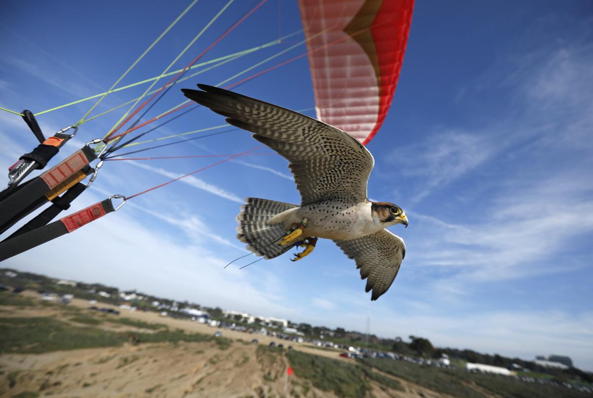 Sophia, a lanner falcon, flies along as David Metzgar parahawks in La Jolla on Jan.14, 2020.