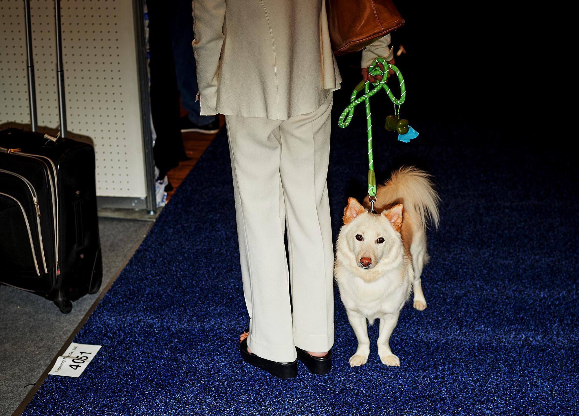 A conference attendee arrives with her Shiba Inu at the Global Pet Expo.
