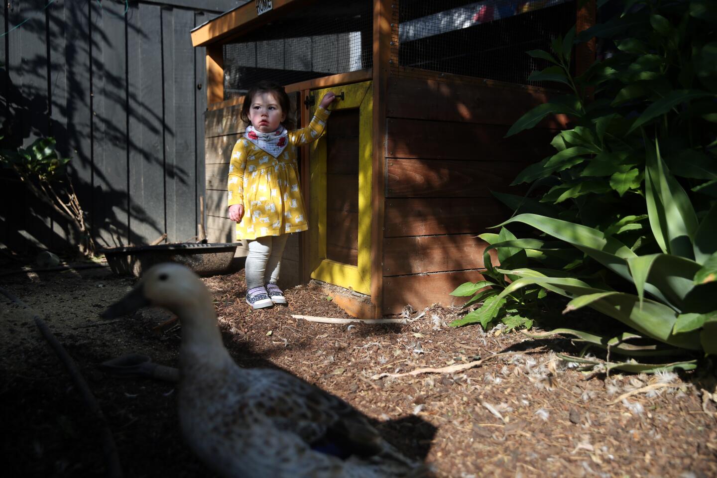 An existing duck run connects to the newly redone backyard.