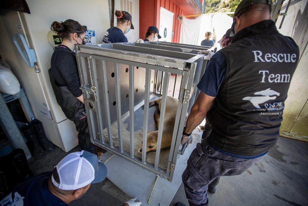 New peril for California beachgoers: aggressive, biting sea lions - Los