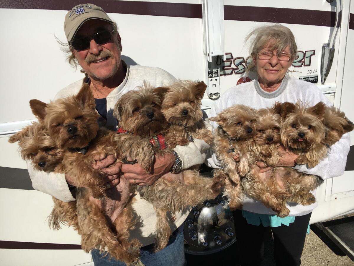 Roy and Yolanda DeFilippis, and their Yorkies: Spike, Zoey, Lacey, Madison, Spencer, Mickey, Sammy and Snickers.
