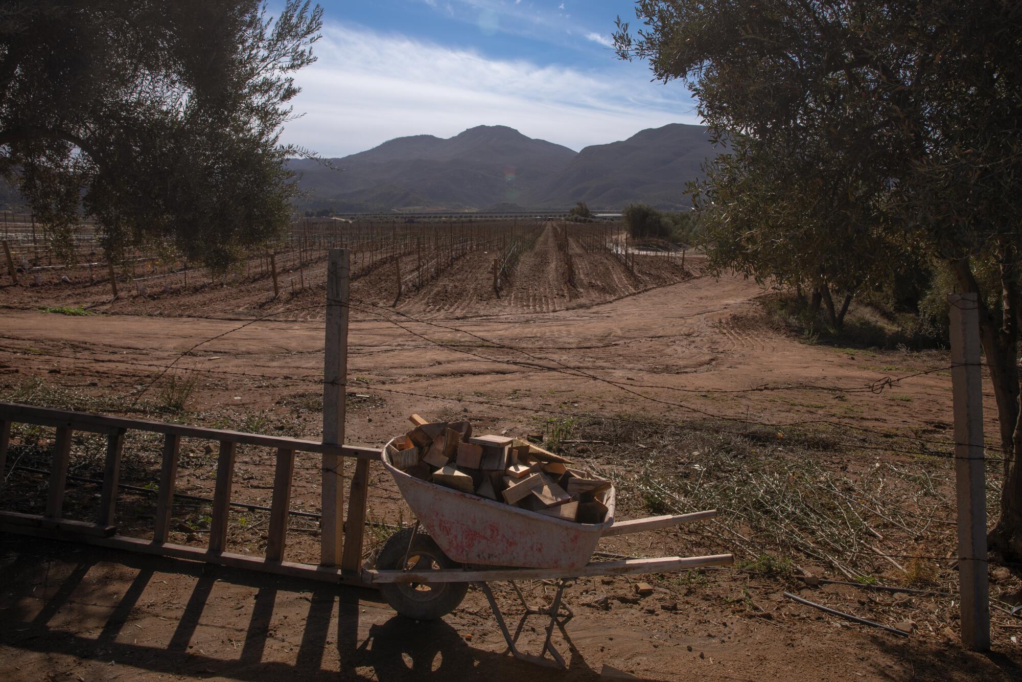 A wheelbarrow loaded with firewood alongside some vineyards, with a distant mountain range in the background.
