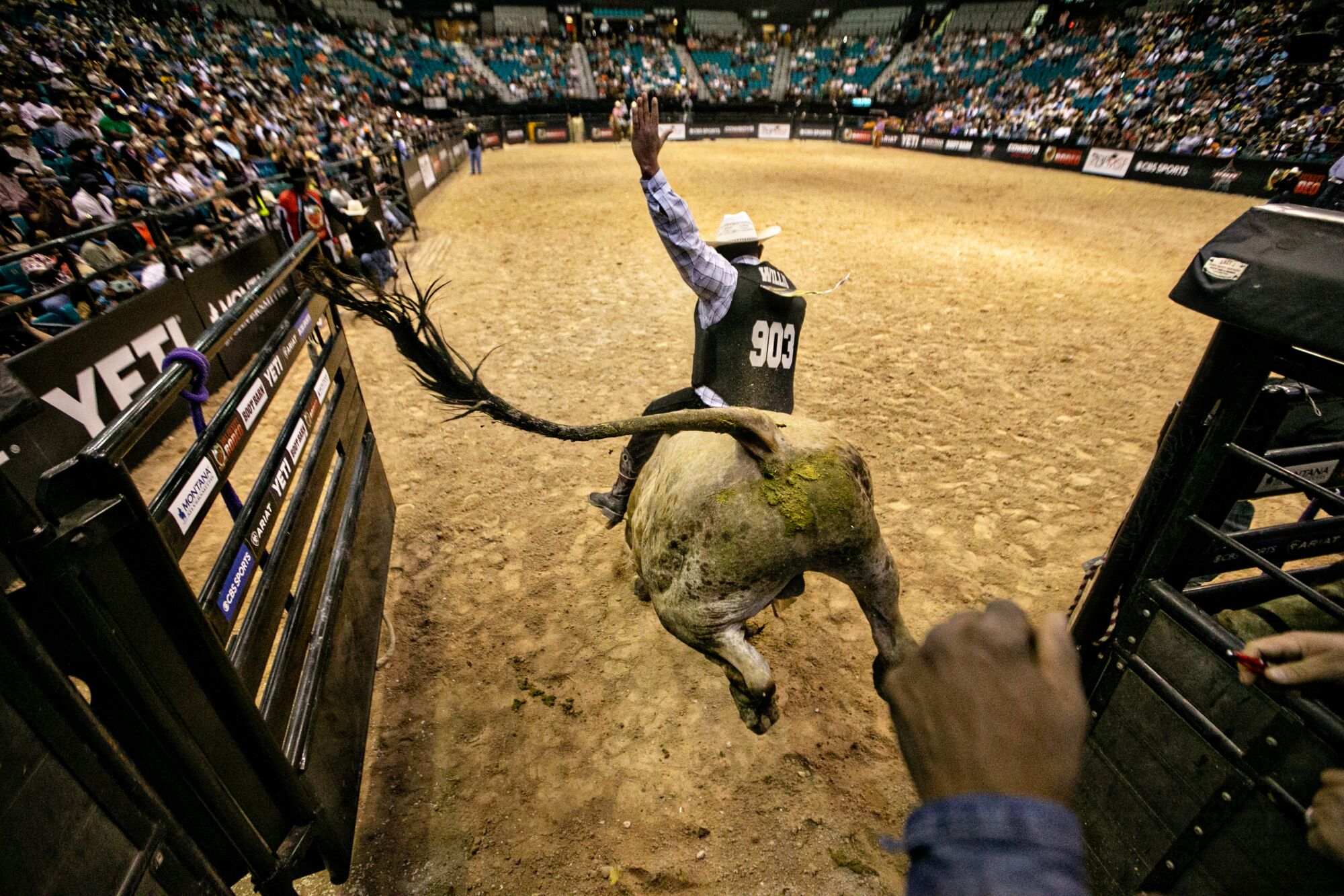 A rider raising one hand while the other holds on to a bull as it runs from a chute into a rodeo arena with packed stands