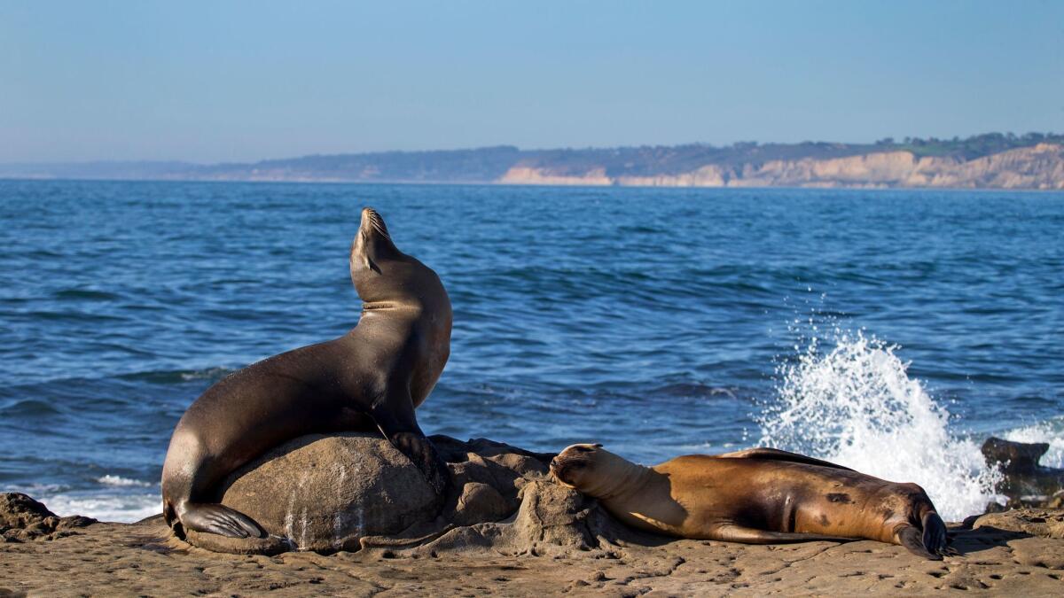 California sea lions and seals rest on rocks of the La Jolla Marine Reserve at La Jolla Cove on Aug. 17, 2016.