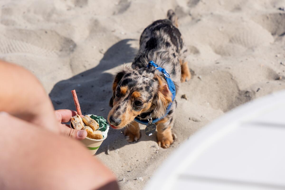 Kyle Nolan feeds dog ice cream to Franklin Bean at Monty's Dog Beach & Bar.