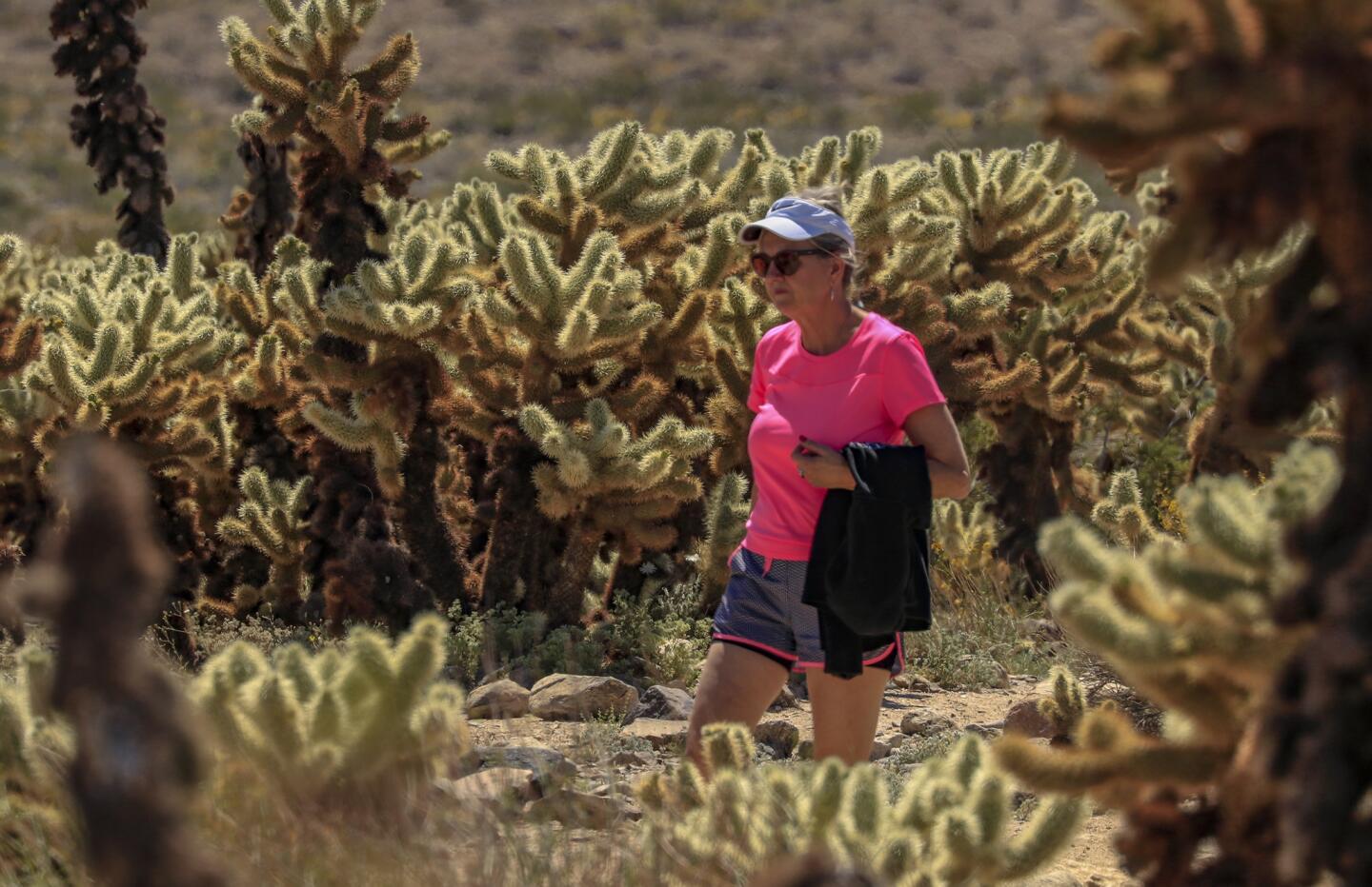 A visitor strolls through the cholla cactus garden in Joshua Tree National Park.