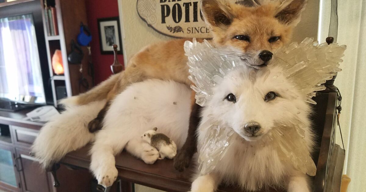 Cal Poly Pomona student uses 'rogue taxidermy' to make real stuffed animals  - Los Angeles Times