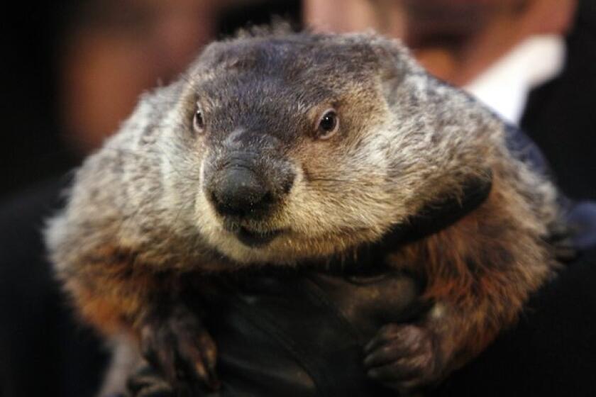 Punxsutawney Phil predicted an early spring -- or did he? Only his handler knows for sure.