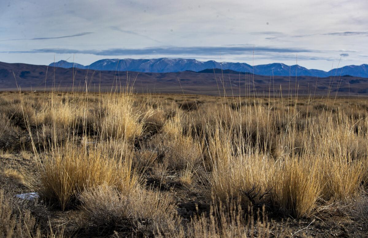 A field of tall dry grasses with mountains in the distance