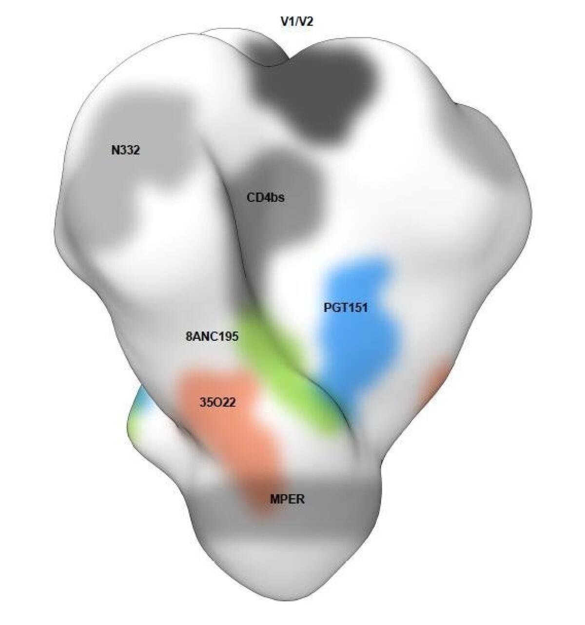 Locations on the HIV "envelope" protein spike where neutralizing antibodies bind. A team including scientists at The Scripps Research Institute have identified a powerful broadly neutralizing antibody called 35O22 that binds near the base of the protein spike. Other previously identified locations where broadly neutralizing antibodies bind are also shown. The study was published in Nature on Sept. 3, 2014. — The Scripps Research Institute