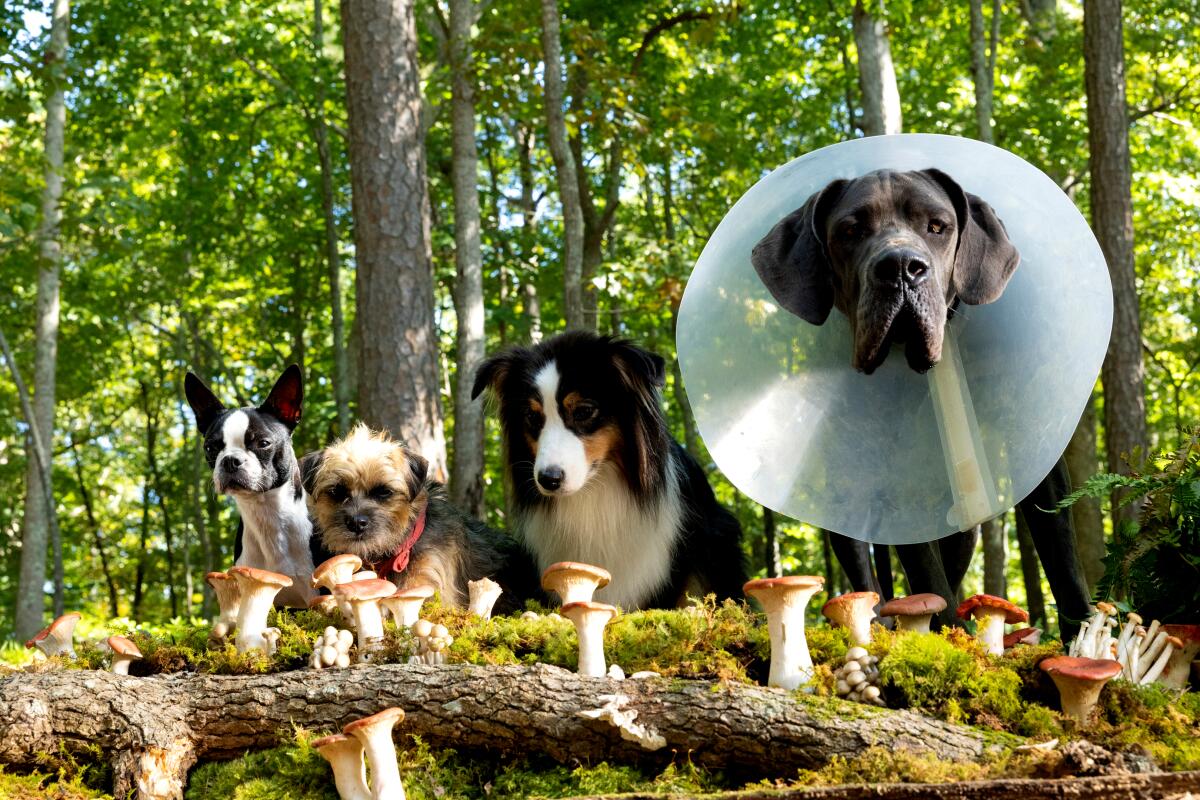Four dogs sit in front of a patch of mushrooms.