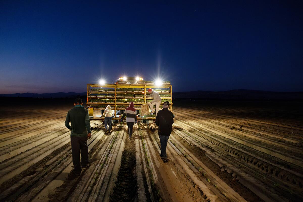 People walk in a field at night as lights shine on top of racks of seedlings.