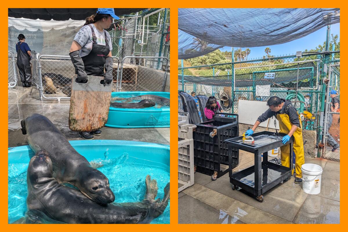 A person feeds elephant seals in plastic pools, left. A man scrubs down a table, right.