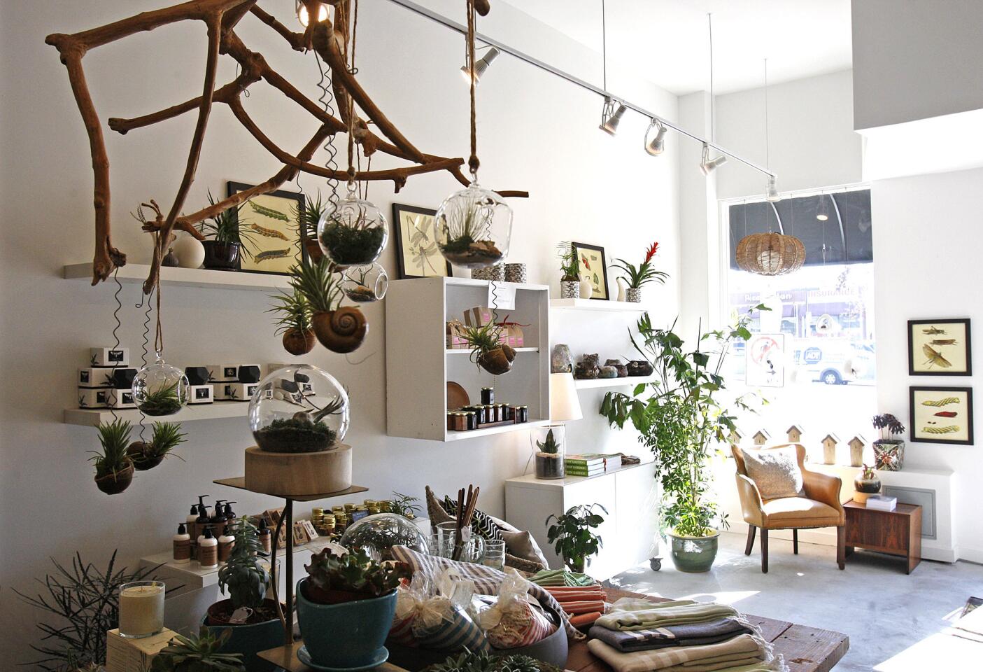 Acorn stocks a mix of terrariums, ceramics, botanical art and other gifts. The store is on Colorado Boulevard the Eagle Rock neighborhood of Los Angeles.