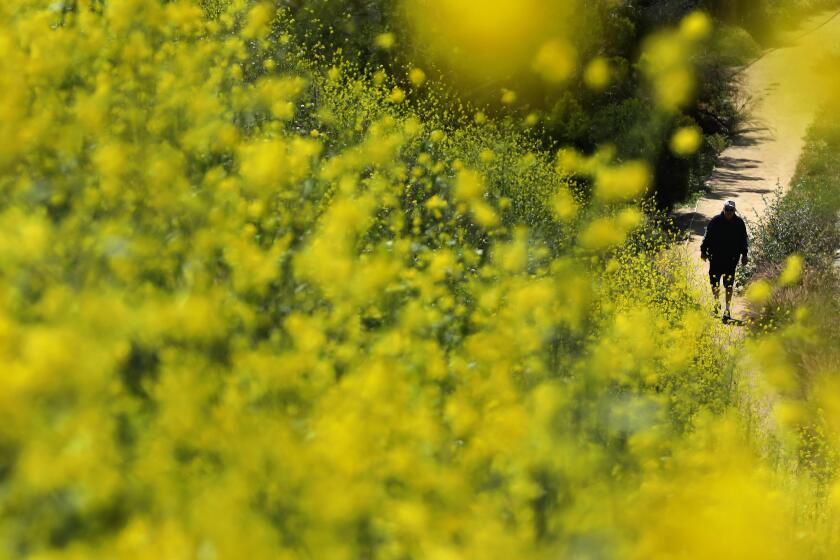 RANCHO PALOS VERDES-CA-MAY 1, 2023: Pedestrians walk amongst the wildflowers in Rancho Palos Verdes on May 1, 2023. (Christina House / Los Angeles Times)