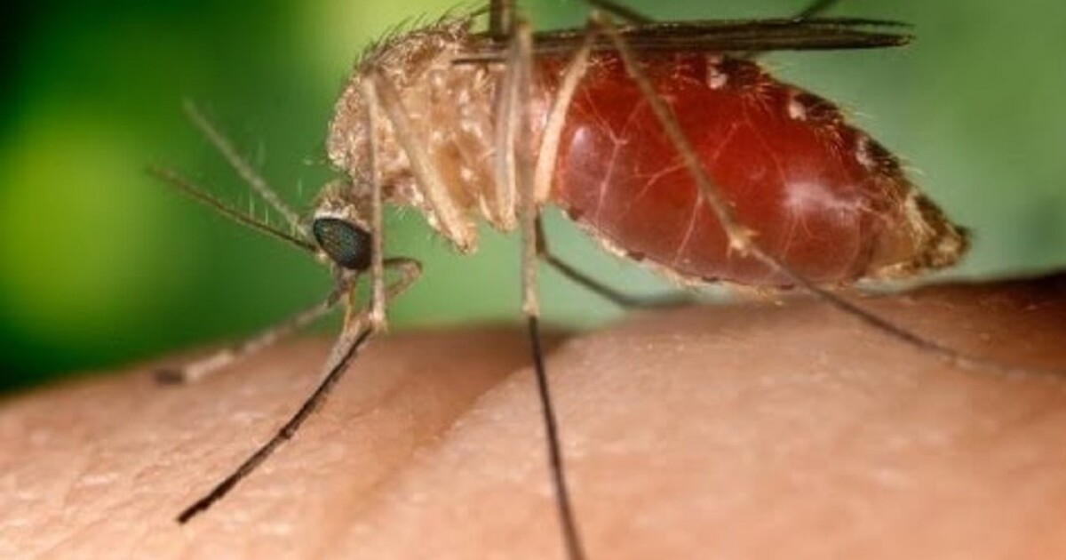 Le comté de LA confirme les premiers cas humains de virus du Nil occidental de l’année